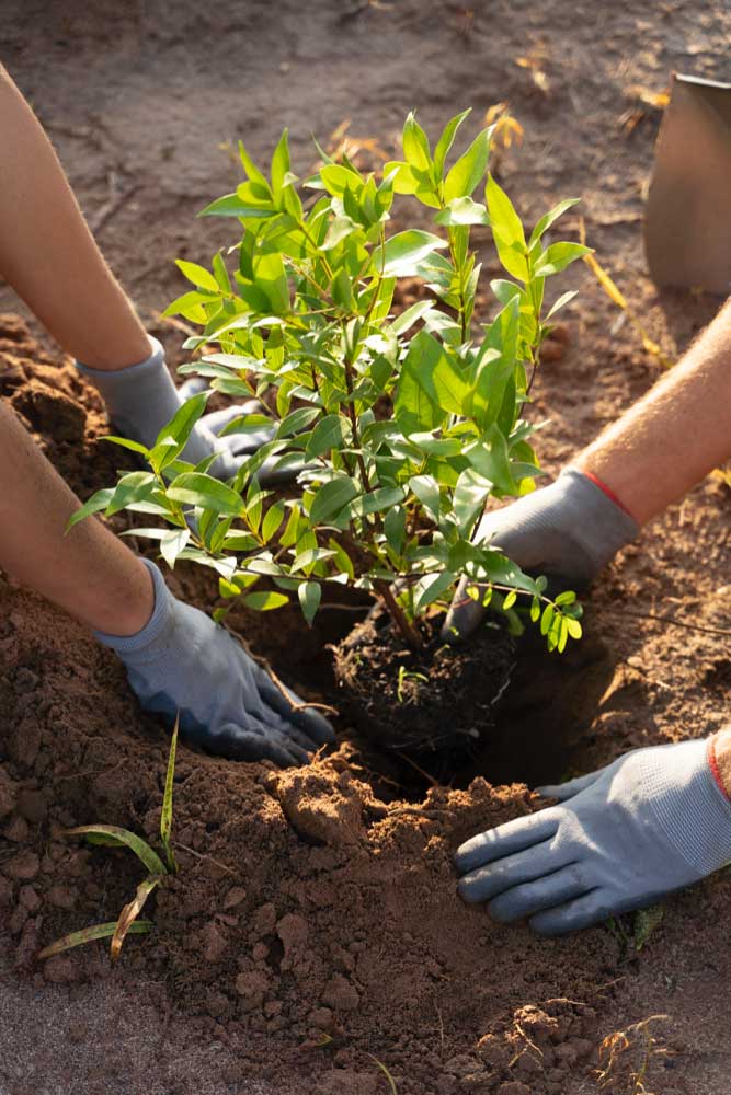 Planting
