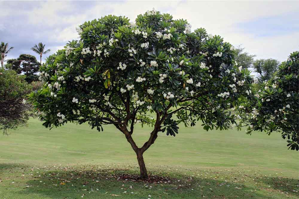 Plumeria Alba Tree