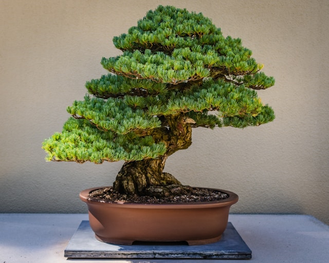 Potted Specimen Tree Bonsai