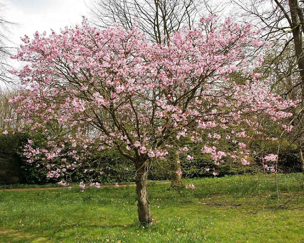Sargent Cherry Tree