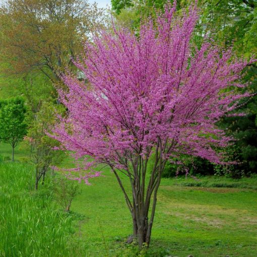 Small Specimen Tree Redbud