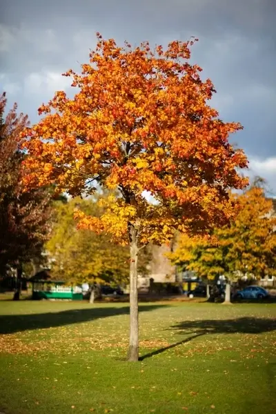 Sugar Maple Tree