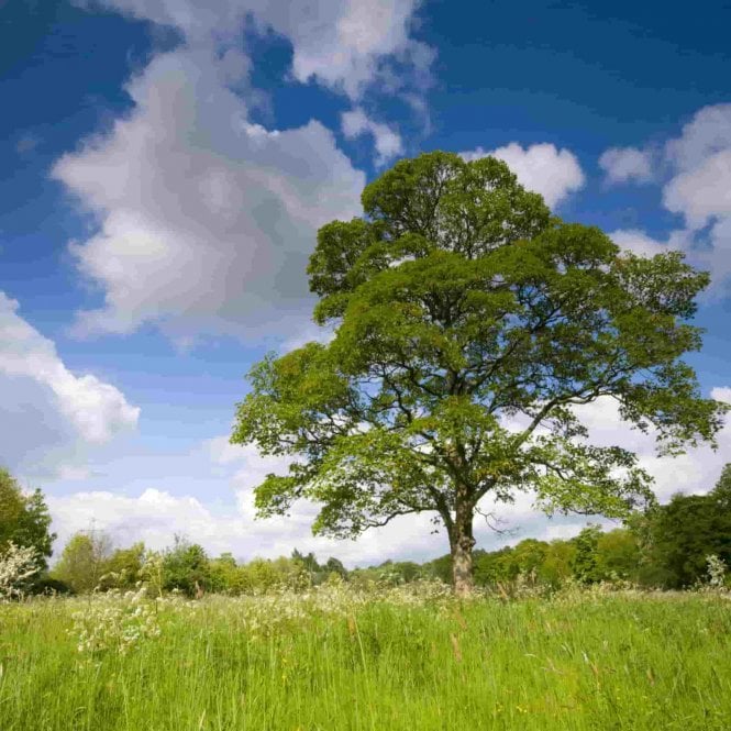 Sycamore