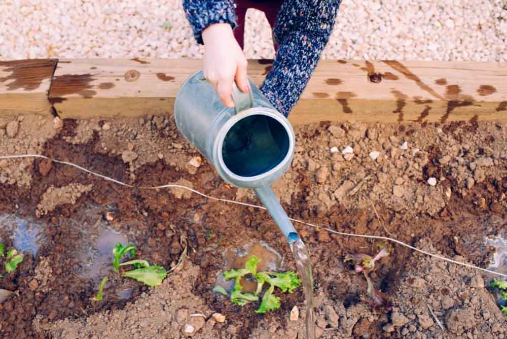 Watering