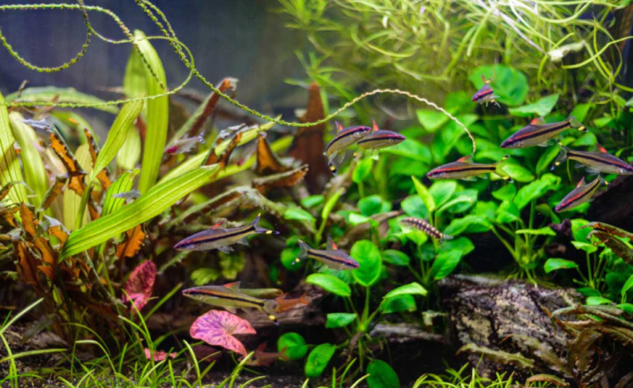 Aquarium Aquatic Plants