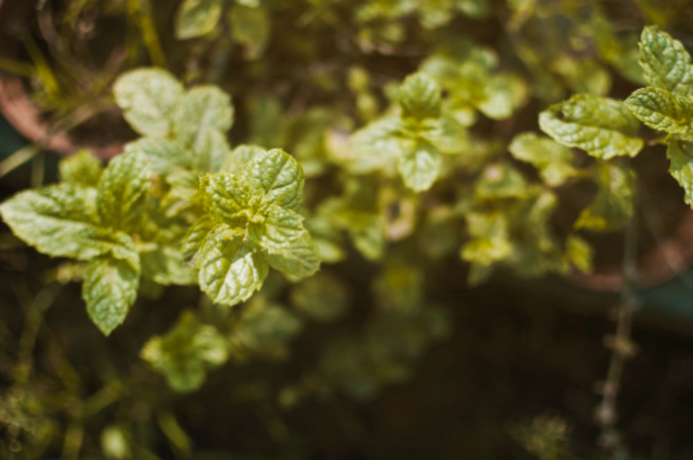 Caring for Sun-Loving and Shade-Tolerant Plants Together