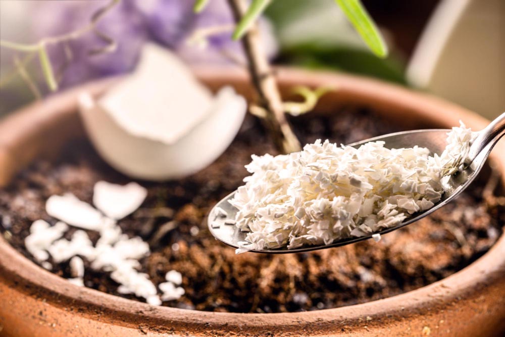 Crushed Eggshell as a Pest Control for Herb Garden