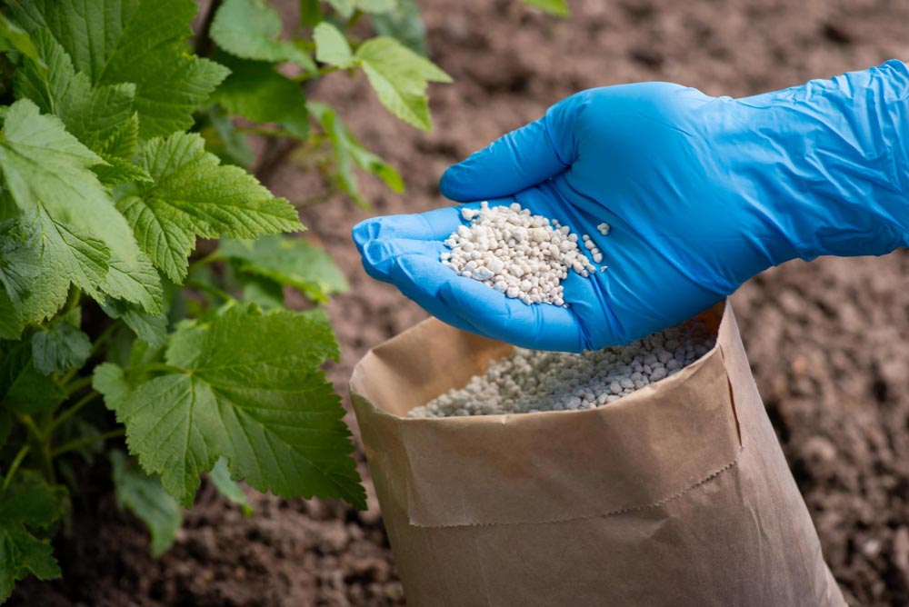Finding the Best Soil and Nutrients for Potted Herbs