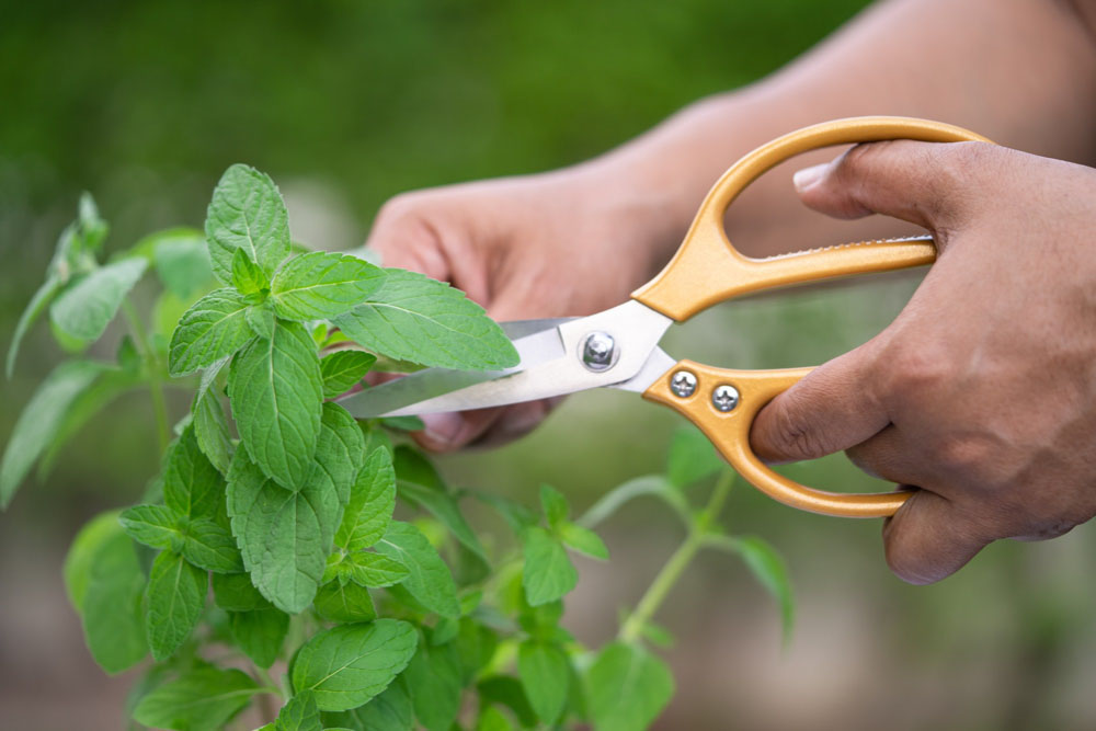 Harvesting Tips to Ensure Healthy Regrowth of Herbs