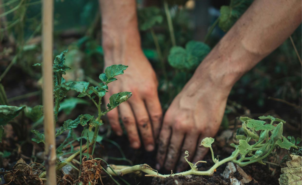 How to Create a Backyard Herb Garden