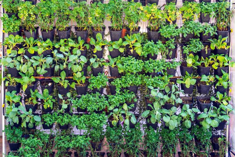 Maximizing Vertical Space in Your Backyard Garden