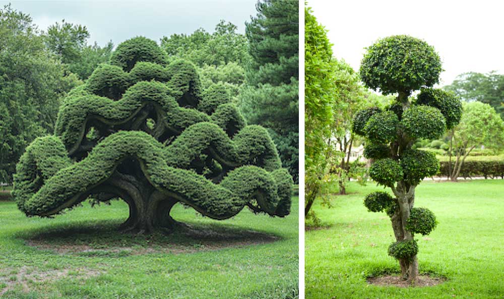Investment of Money and Time on Trees