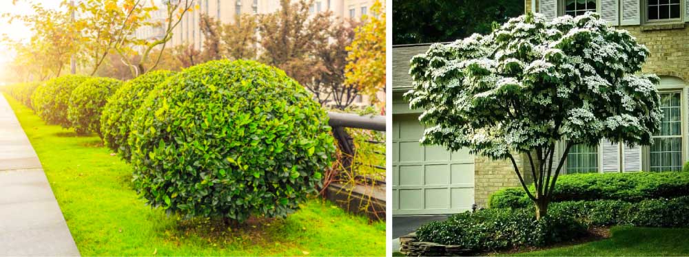 Kousa Dogwood Heart Throb in Frontyard