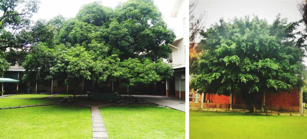 Large Specimen Tree in The Backyard