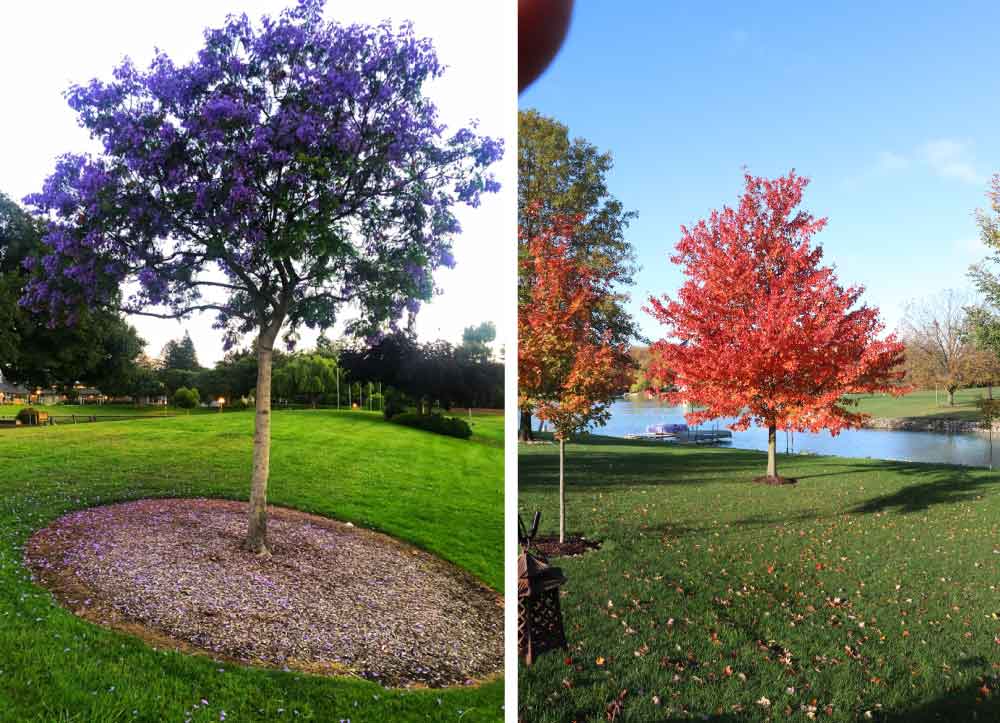 Maple Tree In Autumn