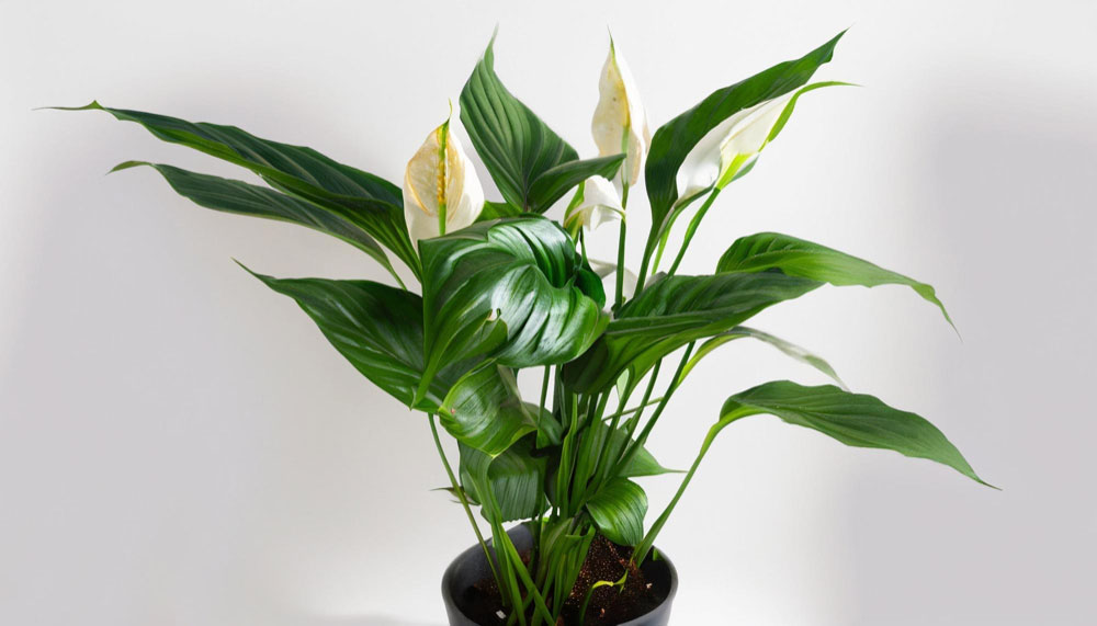 Peace Lili Indoor Plants