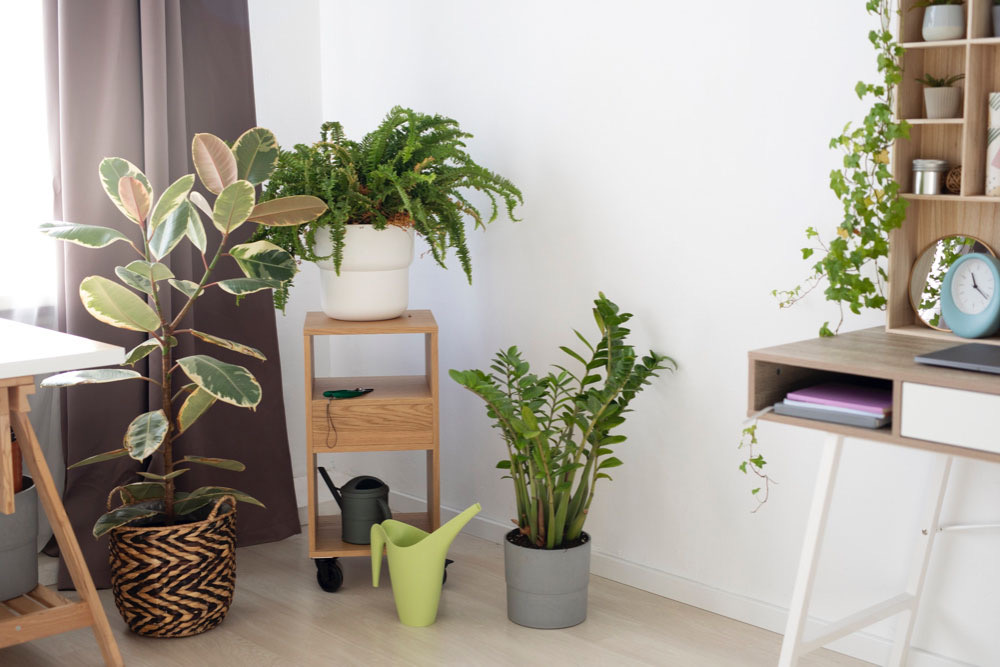Add Plants in Home Decor