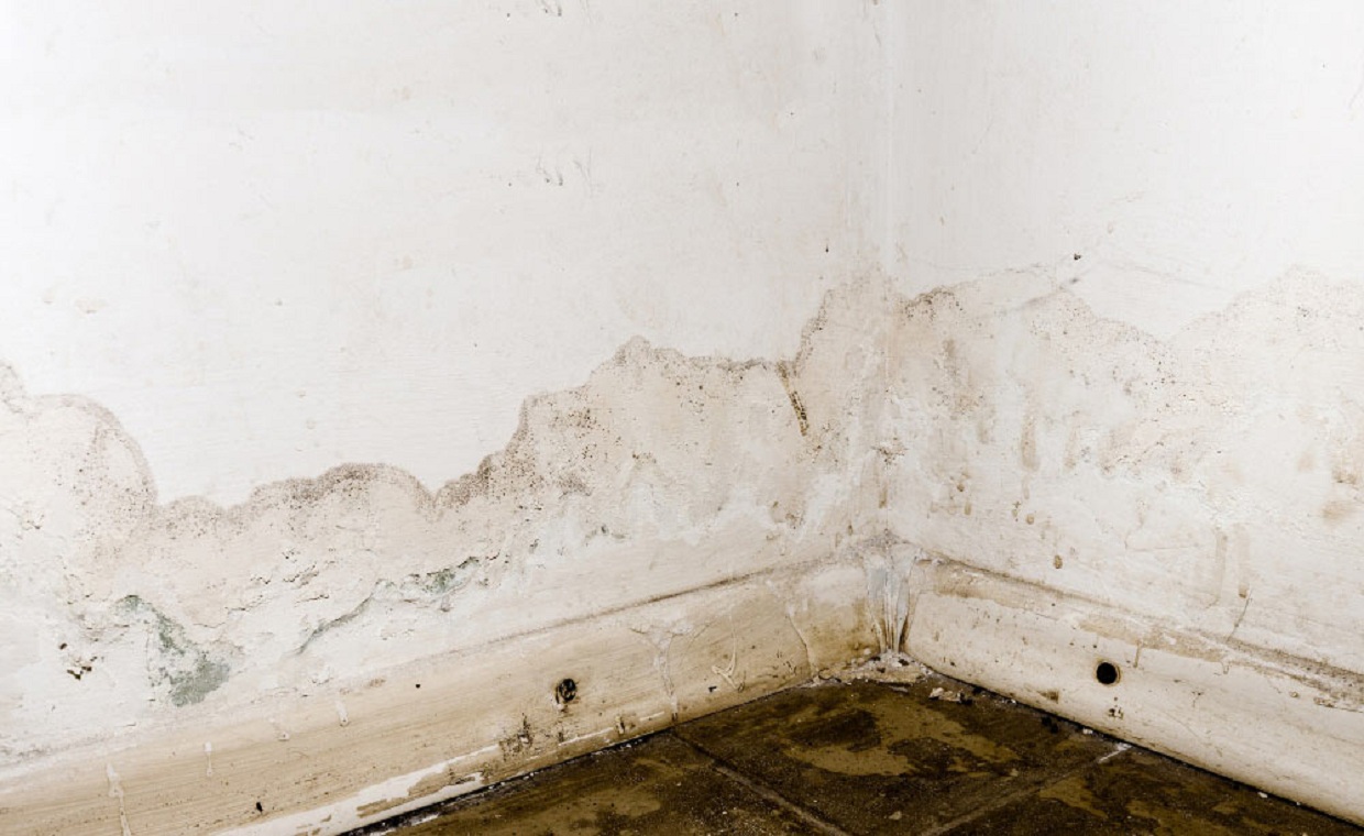 Damp Basement Solutions