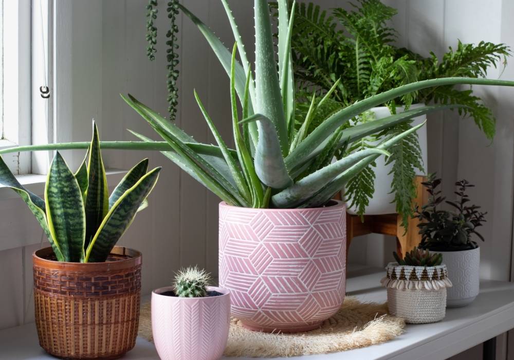 Add Houseplants for a Fresh, Vibrant Feel 