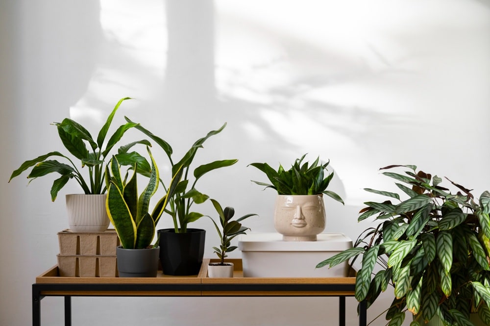 Adding Plants in Home Adding Plants in Home