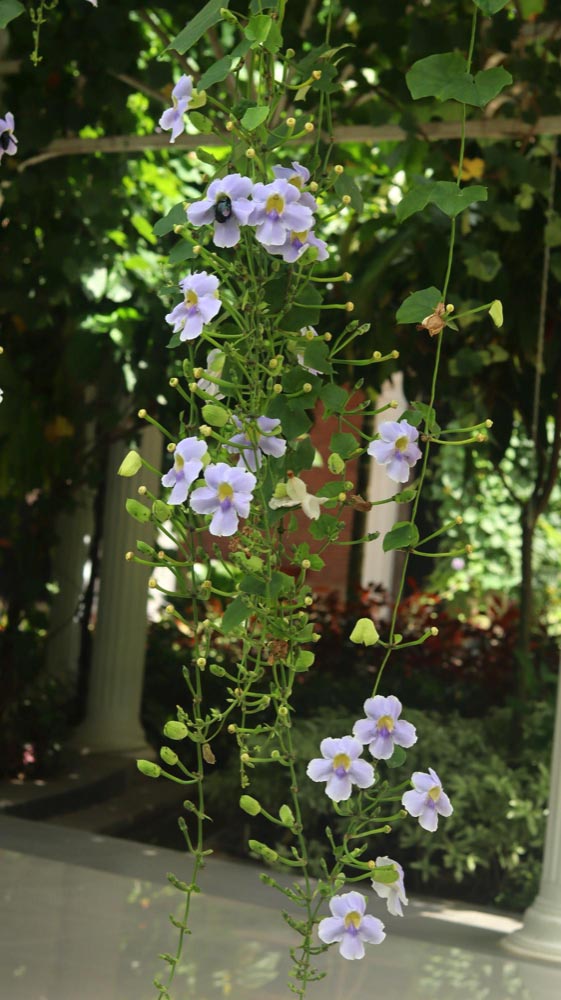 Bengal Clock Vine