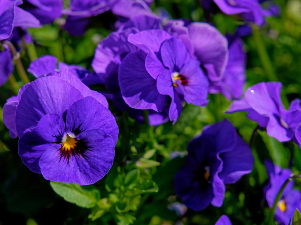 Blue Morning Glory