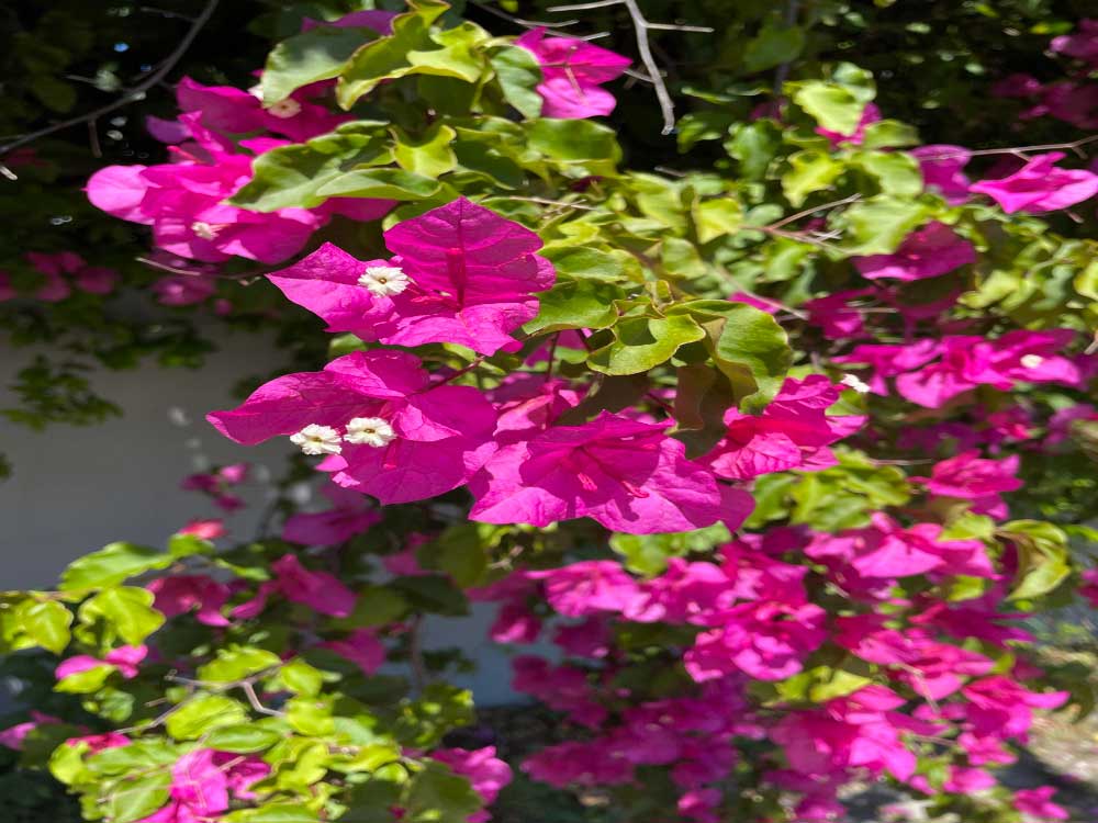 Bougainvillea