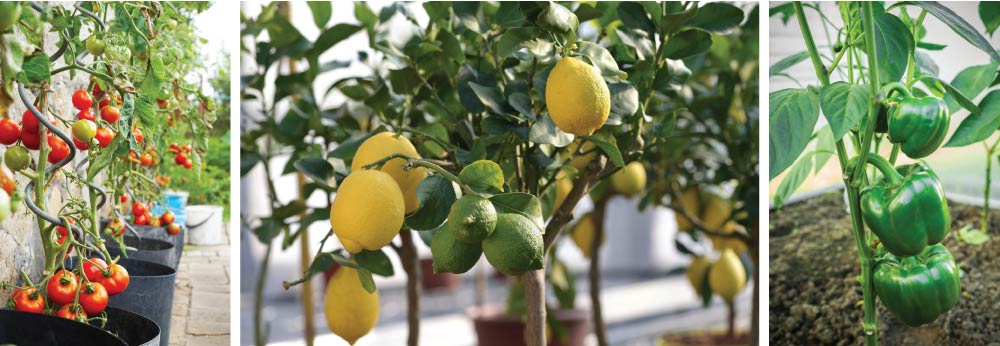 Fruits and Vegetables on Your Terrace Garden