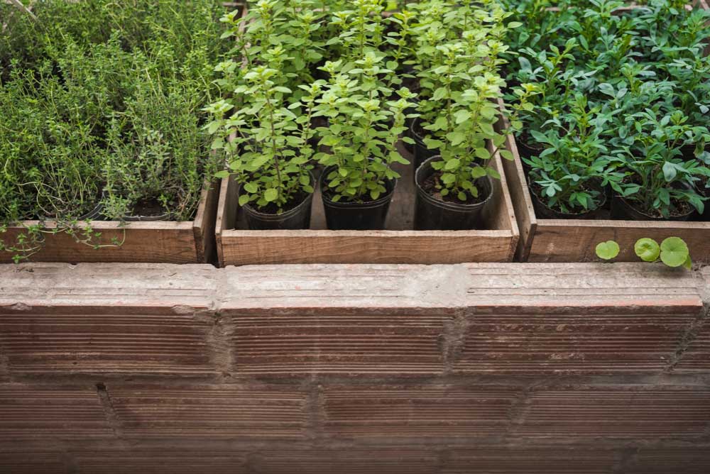 Herb Garden Ideas for Terrace Spaces
