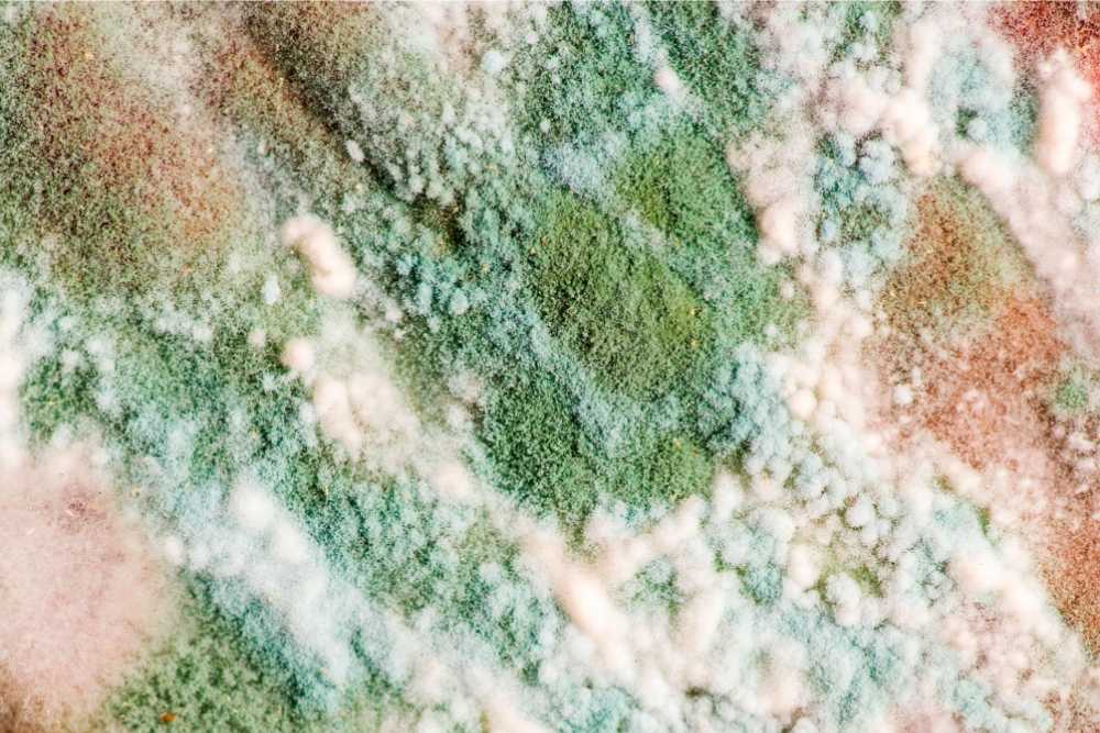 Hidden Mould Growth