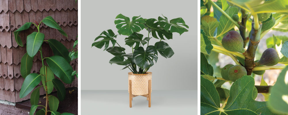 Indoor Plants That Thrive Outdoors on Terraces