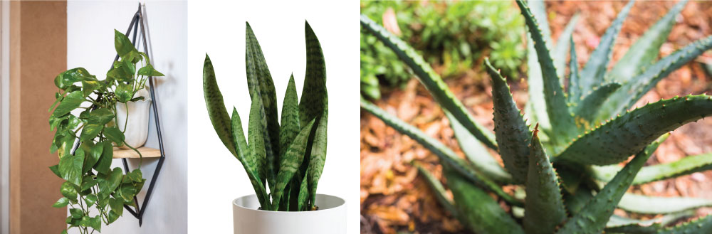 Low-Maintenance Plants for Urban Terrace Gardens