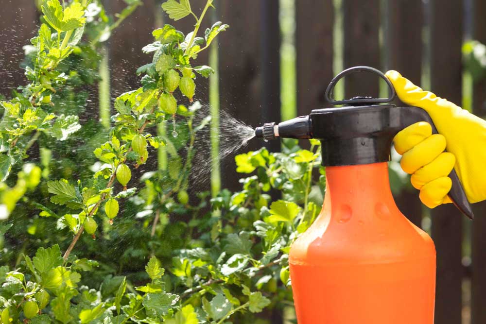 Pest Control in Terrace Garden
