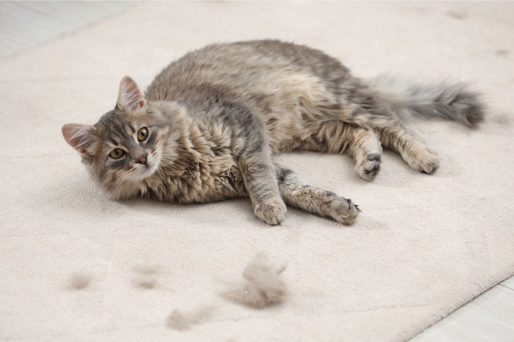 Pet Dander and Fur