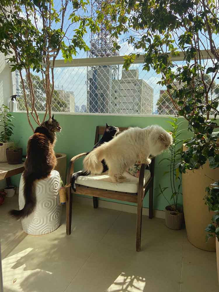Pet-Friendly Terrace Garden