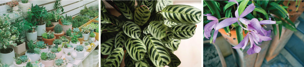 Plants Based on Terrace Orientation