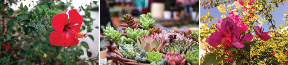 Plants for Terrace Gardens in Hot Climates