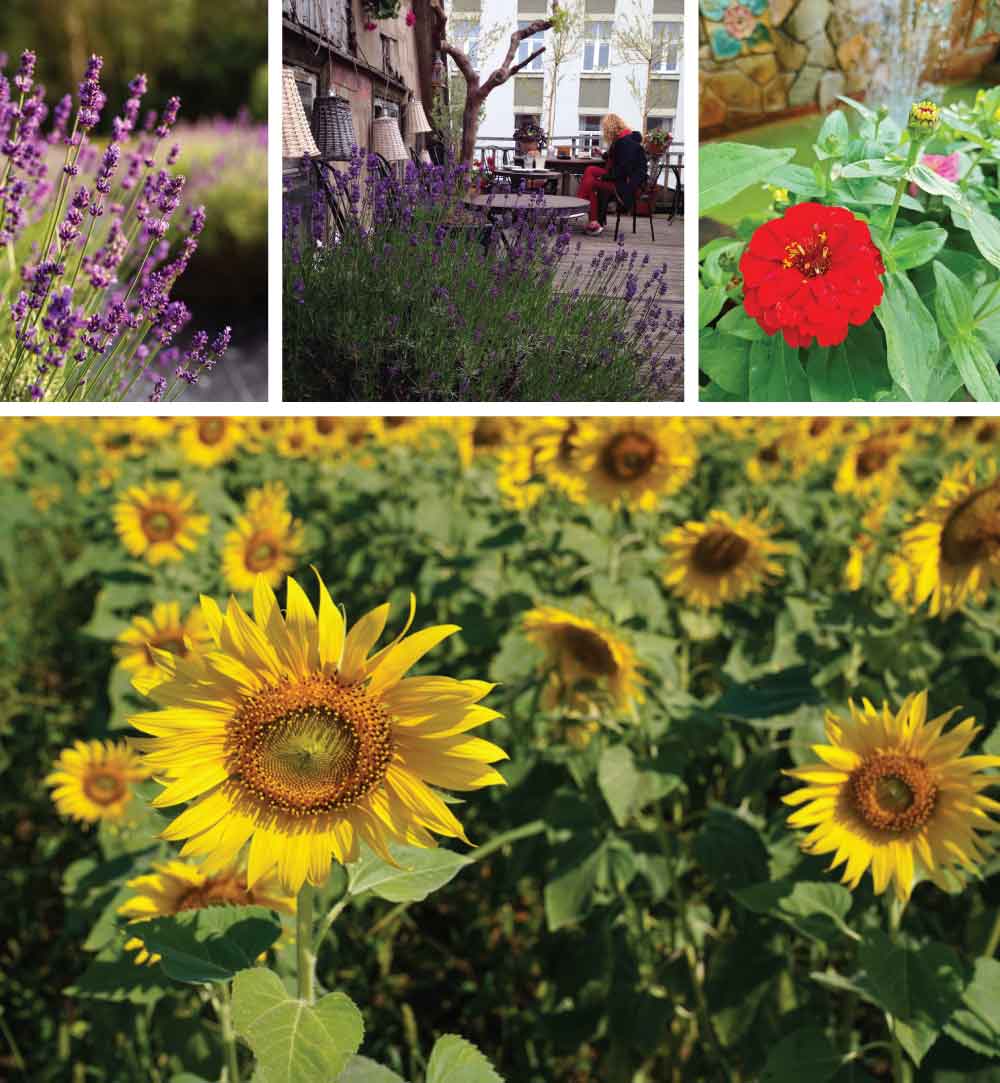 Pollinator-Friendly Terrace Garden