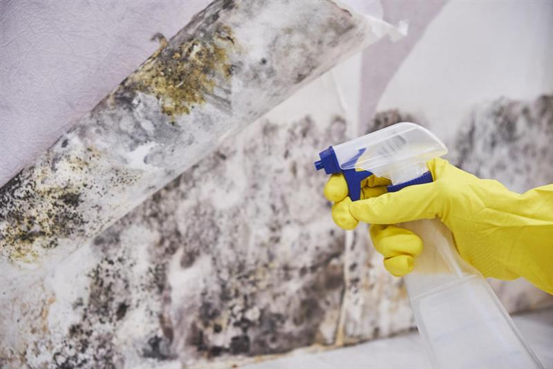 Protect Your Property from Damage Caused by Dampness and Mould
