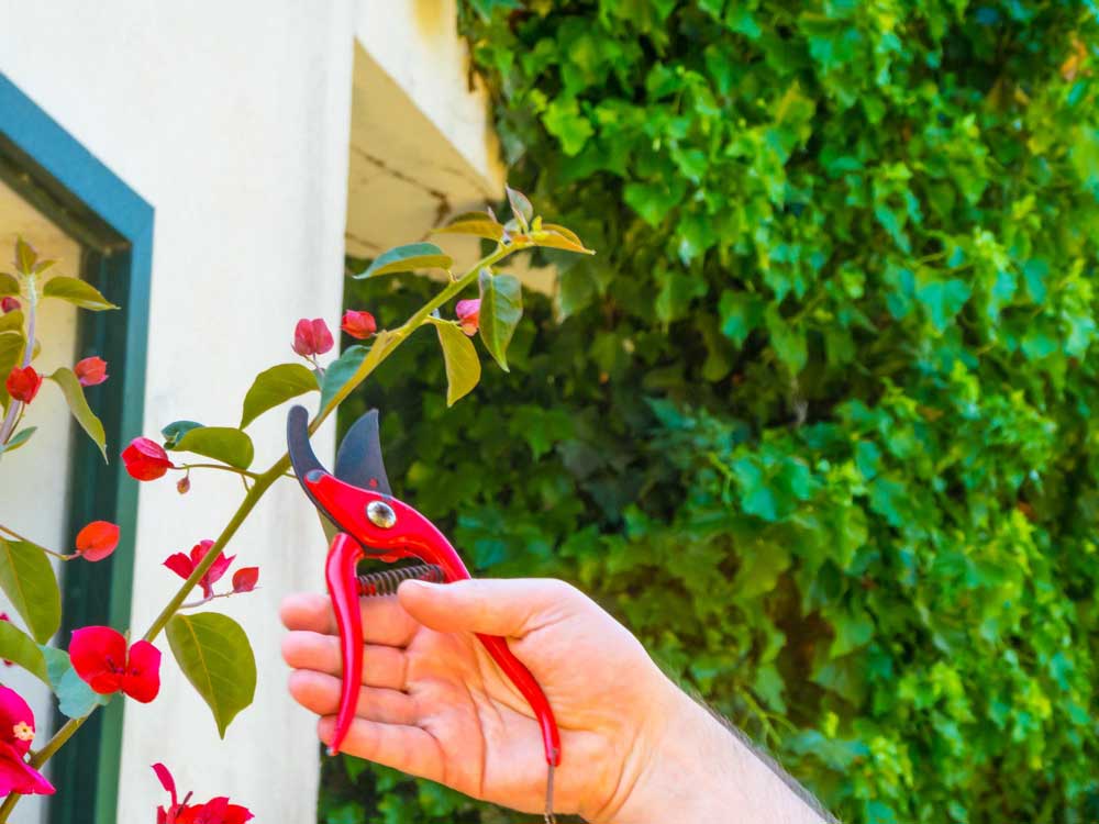 Pruning Plants