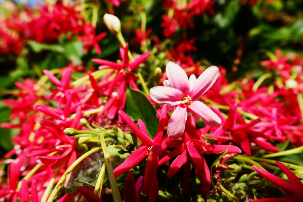 Rangoon Creeper