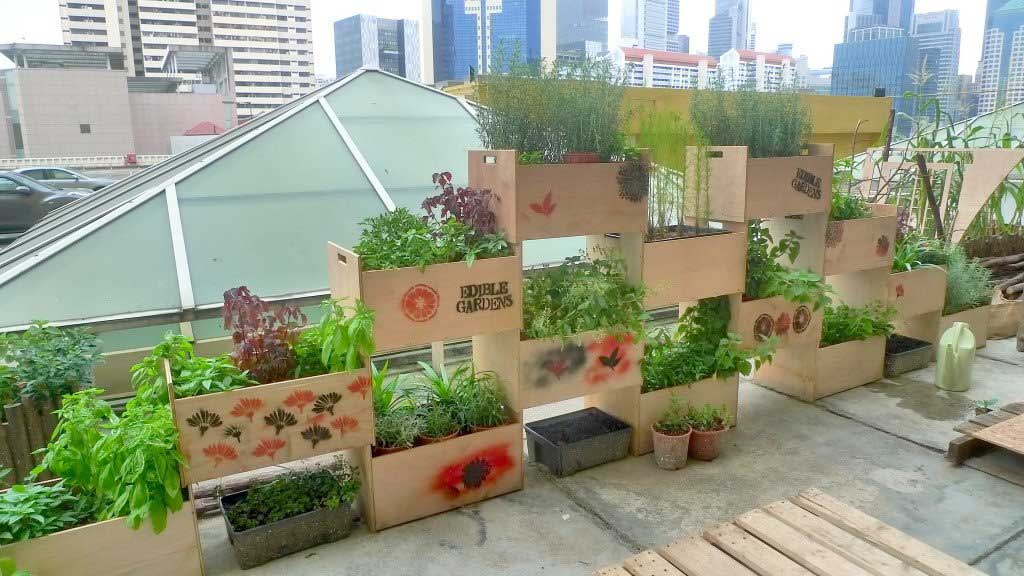 Rooftop Farming