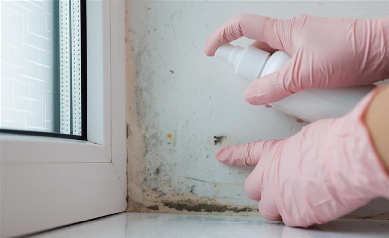 Safeguard Your Commercial Property from Mould and Damp