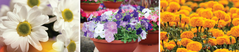 Seasonal Flowers for Vibrant Terrace Gardens