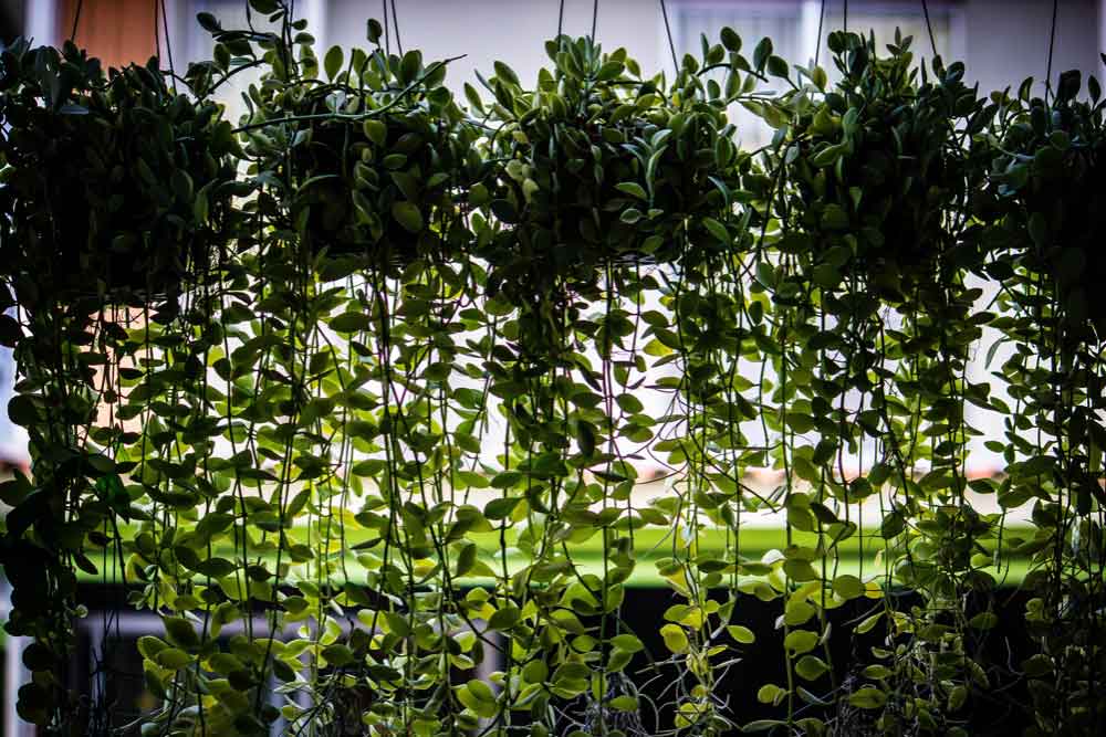 Shade from Hanging Planters and Vertical Gardens