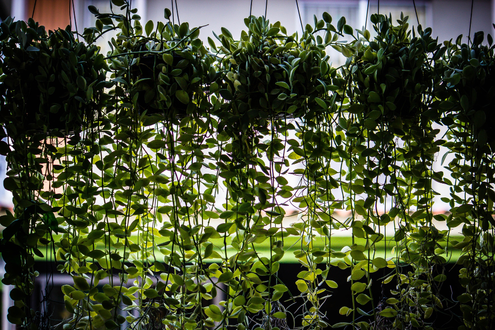 Shade from Hanging Planters and Vertical Gardens