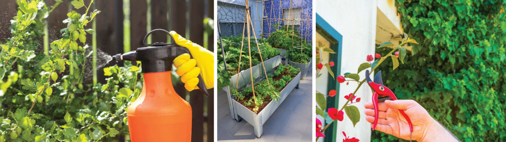 Terrace Garden Maintenance Tips