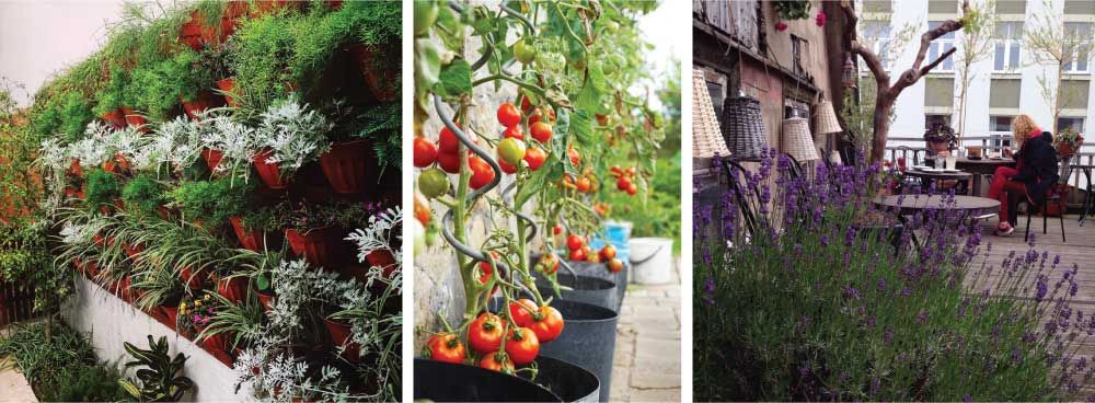 Terrace Garden Planting and Greenery