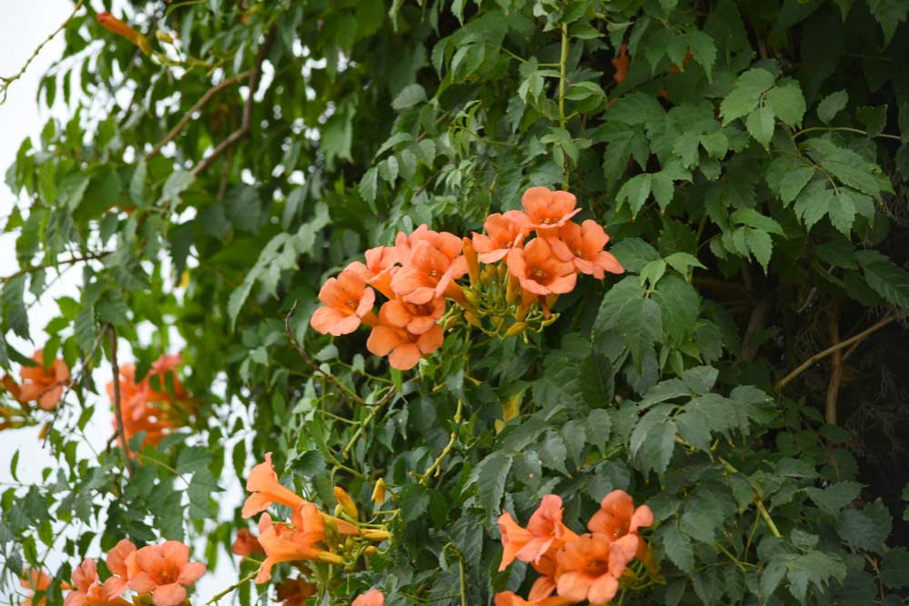 Trumpet Vine