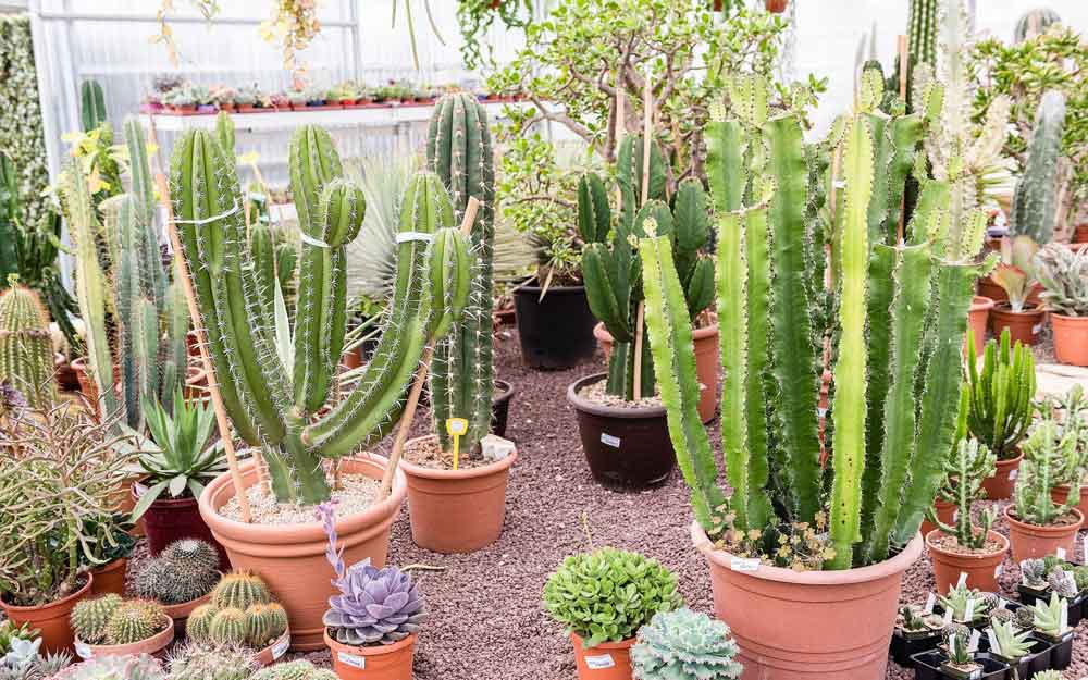 Xeriscaping Techniques